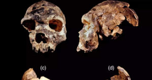 Homo Bodonensis, απολιθώματα