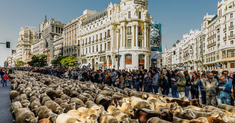 Μαδρίτη Πρόβατα
