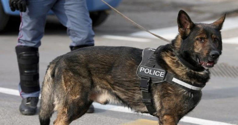 σκύλος αστυνομίας