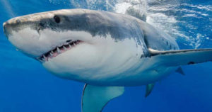 λευκός καρχαρίας