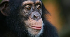 χιμπατζής