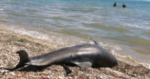 Νεκρό δελφίνι