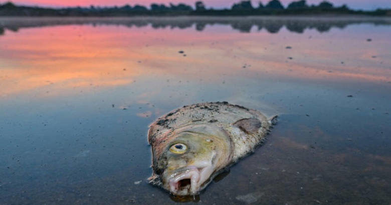 νεκρό ψάρι