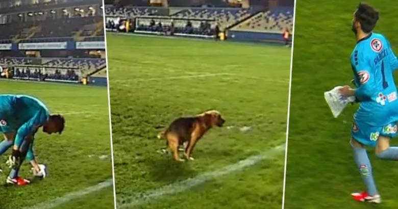 Χιλή σκύλος ποδόσφαιρο