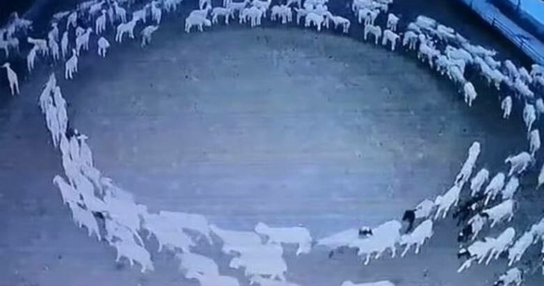 Κίνα, πρόβατα, κοπάδι