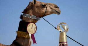 «Γρίπη της καμήλας», Μουντιάλ 2022