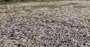Αυστραλία, νεκρά ψάρια
