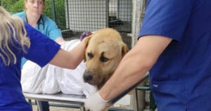 Σκύλος τραυματισμός Θεσσαλονίκη