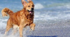 Σκύλος Θάλασσα παραλία
