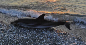 νεκρό δελφίνι Λάρισα
