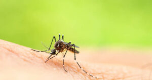 ιός δυτικού Νείλου, κουνούπια