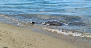 Νεκρό δελφίνι Περαία Θεσσαλονίκη