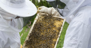 μελισσοκόμοι